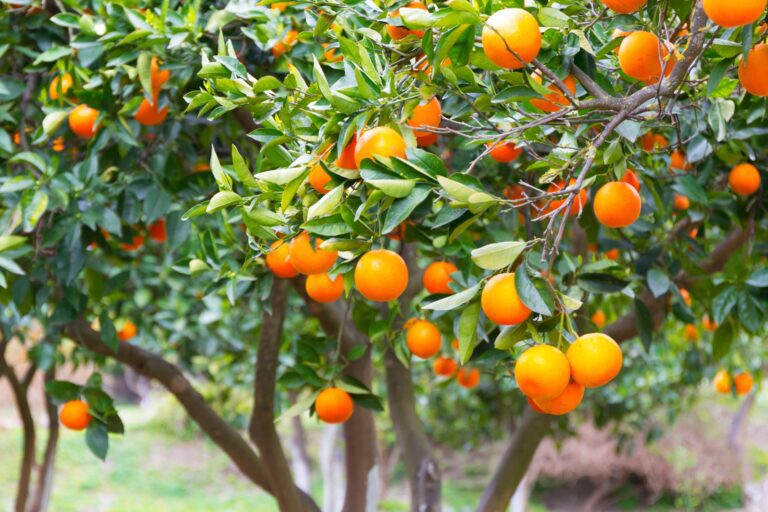 The orange festival in Laconia, Evrotas, Stefania