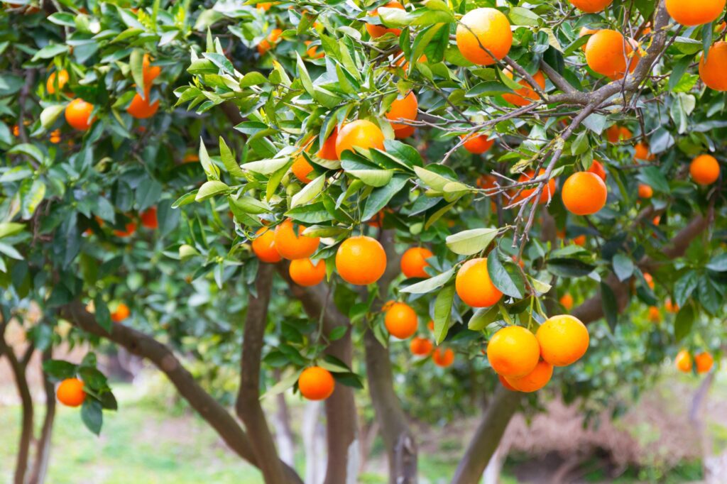 The orange festival in Laconia, Evrotas, Stefania