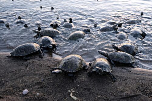 Turtles in Vathi beach, Gythion, Laconia