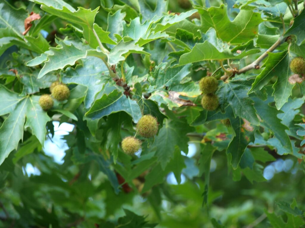 Arna Chestnut Festival-Laconia, Taygetos