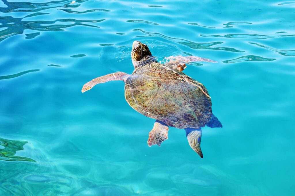Sea turtles in Laconia, Greece.